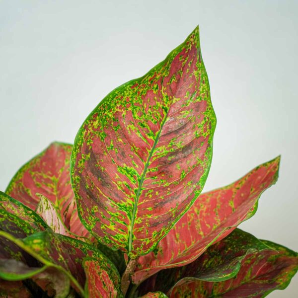 aglaonema-black-maroon (2) aglaonema-black-maroon