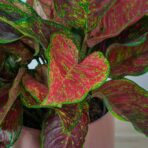 aglaonema-black-maroon