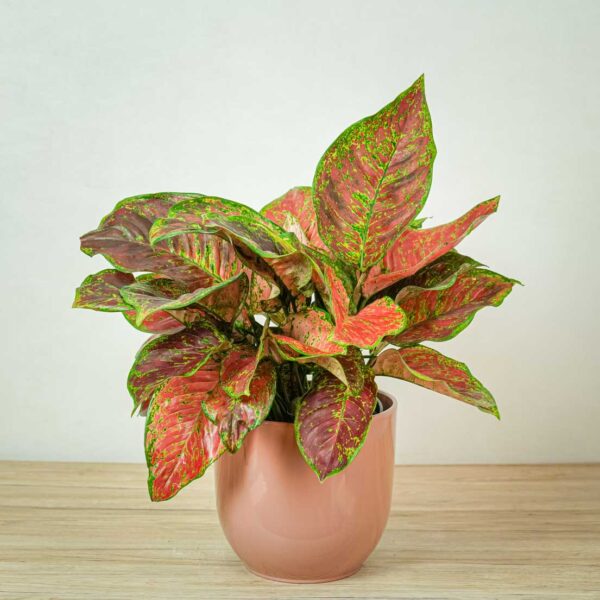 aglaonema-black-maroon aglaonema-black-maroon