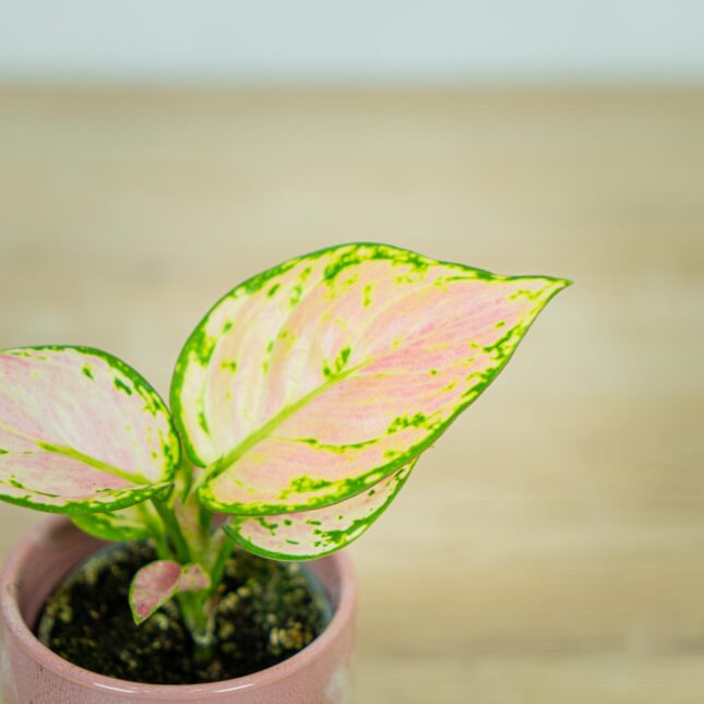 aglaonema-geely-red-baby (2) aglaonema-geely-red-baby