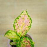 aglaonema-lucky-red-baby