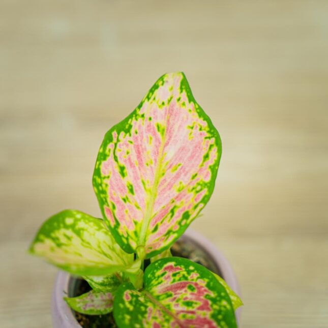 aglaonema-lucky-red-baby (2) aglaonema-lucky-red-baby