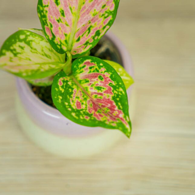 aglaonema-lucky-red-baby (3) aglaonema-lucky-red-baby