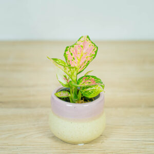 aglaonema-lucky-red-baby