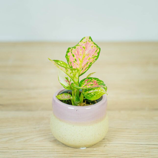 aglaonema-lucky-red-baby aglaonema-lucky-red-baby