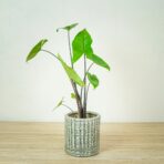 alokazja-black-zebrina-alocasia