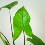 alokazja-black-zebrina-alocasia