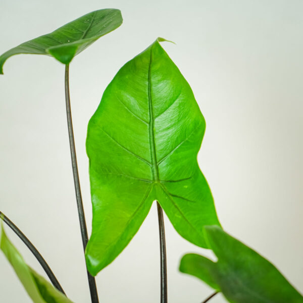 alokazja-black-zebrina-alocasia (2) alokazja-black-zebrina-alocasia