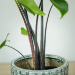 alokazja-black-zebrina-alocasia