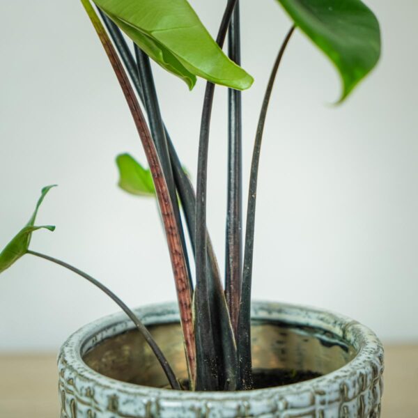 alokazja-black-zebrina-alocasia (3) alokazja-black-zebrina-alocasia