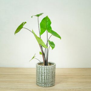 alokazja-black-zebrina-alocasia