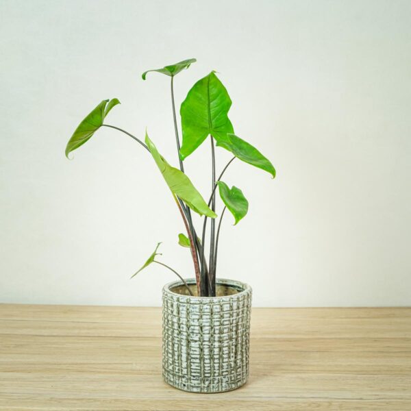 alokazja-black-zebrina-alocasia alokazja-black-zebrina-alocasia