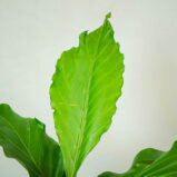 anthurium-plowmanii-2