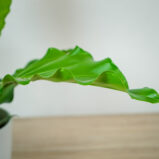 anthurium-plowmanii-3