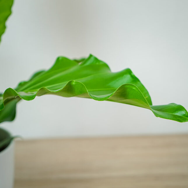 anthurium-plowmanii-3 anthurium-plowmanii-3