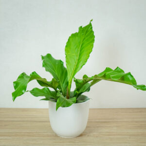 Anthurium plowmanii