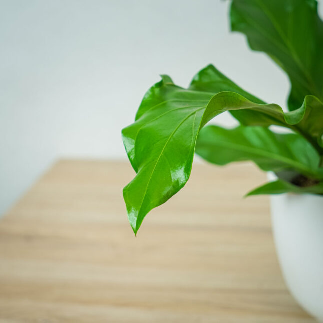 anthurium-plowmanii-4 anthurium-plowmanii-4