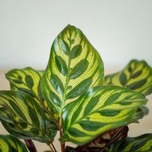 calathea-makoyana
