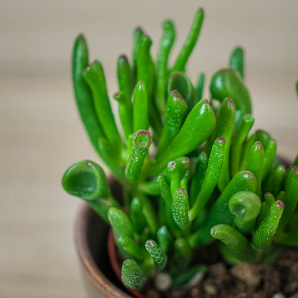 crassula-ovata-gollum-grubosz (2) crassula-ovata-gollum-grubosz
