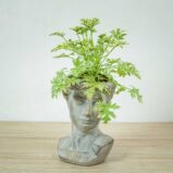 geranium-lady-plymouth-anginka-pelargonium-graveolens