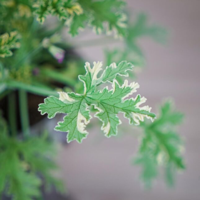 geranium-lady-plymouth-anginka-pelargonium-graveolens (2) geranium-lady-plymouth-anginka-pelargonium-graveolens