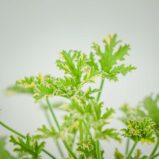 geranium-lady-plymouth-anginka-pelargonium-graveolens