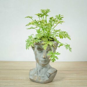 geranium-lady-plymouth-anginka-pelargonium-graveolens
