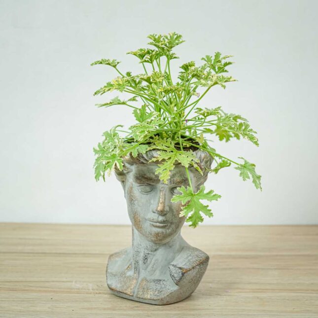 geranium-lady-plymouth-anginka-pelargonium-graveolens geranium-lady-plymouth-anginka-pelargonium-graveolens