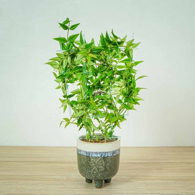 hoya-bella-na-drabince