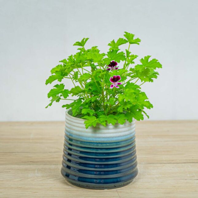 geranium-citrynum-anginka-pelargonium-crispum