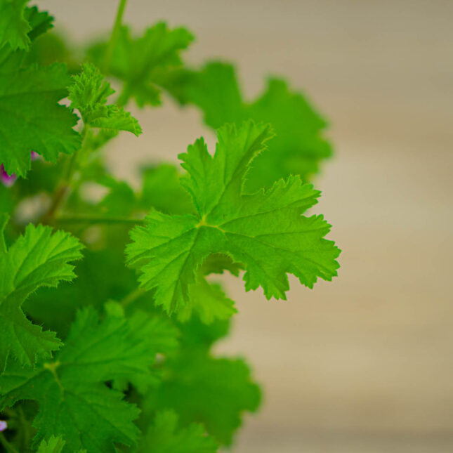 Mała Szklarnia geranium-citrynum-anginka-pelargonium-crispum