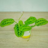 maranta-lemon-lime