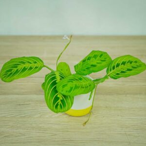 maranta-lemon-lime