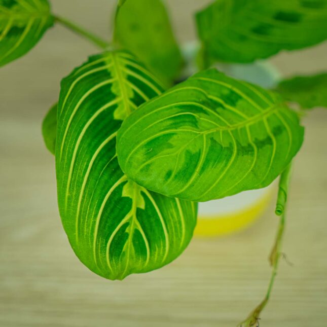 maranta-lemon-lime1 maranta-lemon-lime