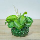 maranta-silver-band