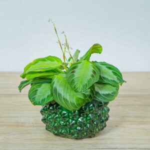 maranta-silver-band