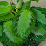 maranta-silver-band