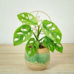 Monstera adansonii-mint variegata
