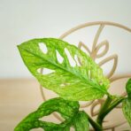 monstera-adansonii-mint-variegata