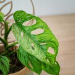 monstera-adansonii-mint-variegata