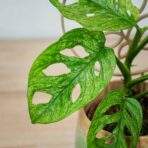 monstera-adansonii-mint-variegata