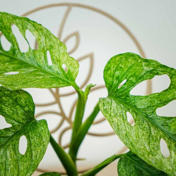 monstera-adansonii-mint-variegata (5) monstera-adansonii-mint-variegata