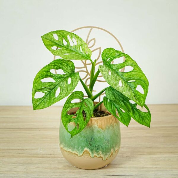 monstera-adansonii-mint-variegata Monstera adansonii-mint variegata