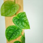 monstera-dubia