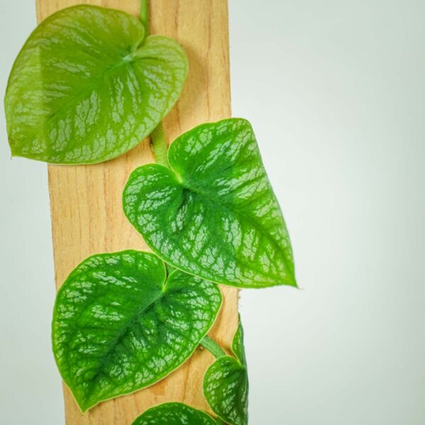 monstera-dubia (2) monstera-dubia