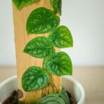 monstera-dubia