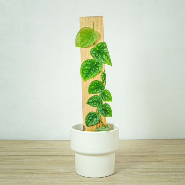 monstera-dubia monstera-dubia
