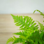 paproc-zanokcica-ciemna-asplenium-adiantum-nigrum