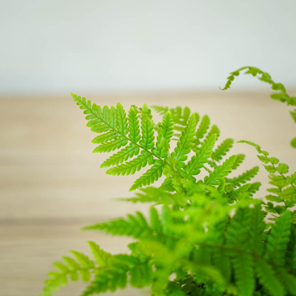 paproc-zanokcica-ciemna-asplenium-adiantum-nigrum (2) paproc-zanokcica-ciemna-asplenium-adiantum-nigrum