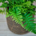 paproc-zanokcica-ciemna-asplenium-adiantum-nigrum